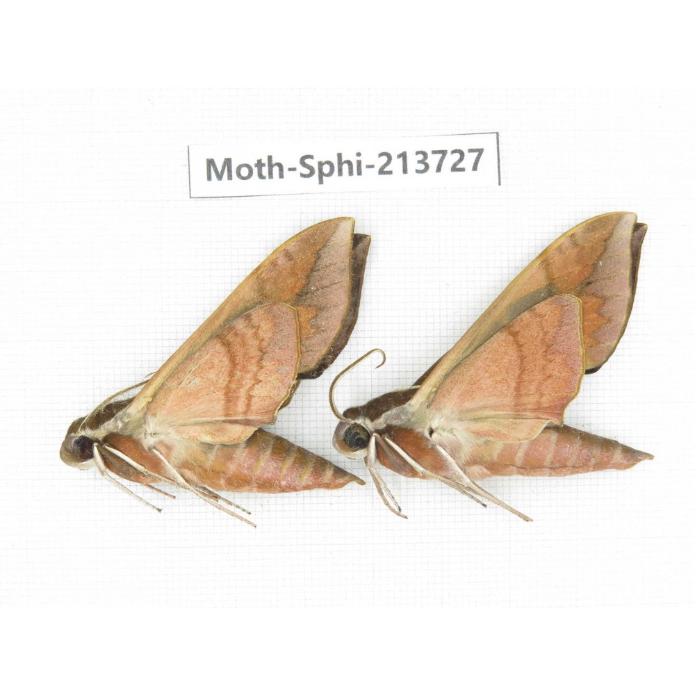Sphingidae sp. China, Guizhou, Bijie area, Jinsha county. 2Pcs. Moth-Sphi-213727.