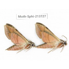 Sphingidae sp. China, Guizhou, Bijie area, Jinsha county. 2Pcs. Moth-Sphi-213727.
