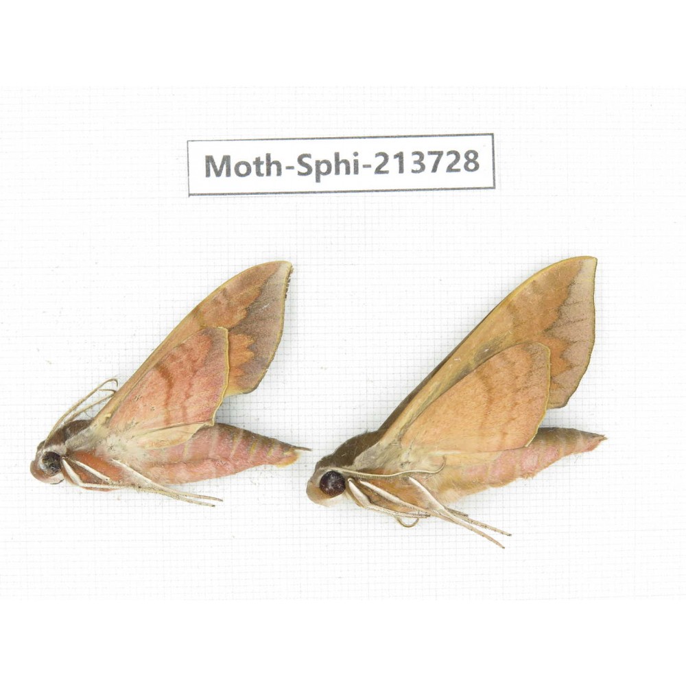 Sphingidae sp. China, Guizhou, Bijie area, Jinsha county. 2Pcs. Moth-Sphi-213728.
