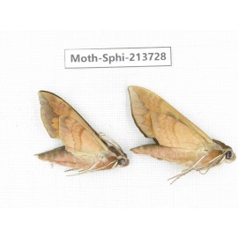 Sphingidae sp. China, Guizhou, Bijie area, Jinsha county. 2Pcs. Moth-Sphi-213728.