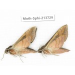 Sphingidae sp. China, Guizhou, Bijie area, Jinsha county. 2Pcs. Moth-Sphi-213729.