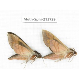 Sphingidae sp. China, Guizhou, Bijie area, Jinsha county. 2Pcs. Moth-Sphi-213729.