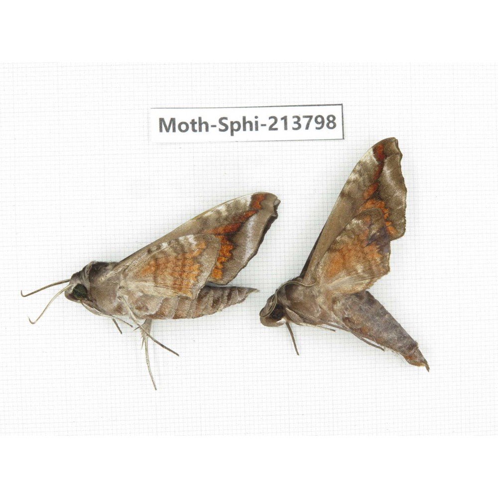 Sphingidae sp. China, Guizhou, Bijie area, Jinsha county. 2Pcs. Moth-Sphi-213798.