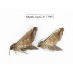 Sphingidae sp. China, Guizhou, Bijie area, Jinsha county. 2Pcs. Moth-Sphi-213799.