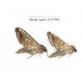 Sphingidae sp. China, Guizhou, Bijie area, Jinsha county. 2Pcs. Moth-Sphi-213799.