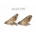 Sphingidae sp. China, Guizhou, Bijie area, Jinsha county. 2Pcs. Moth-Sphi-213800.