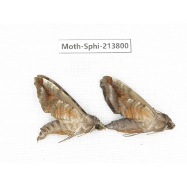 Sphingidae sp. China, Guizhou, Bijie area, Jinsha county. 2Pcs. Moth-Sphi-213800.