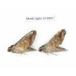 Sphingidae sp. China, Guizhou, Bijie area, Jinsha county. 2Pcs. Moth-Sphi-213801.