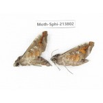 Sphingidae sp. China, Guizhou, Bijie area, Jinsha county. 2Pcs. Moth-Sphi-213802.