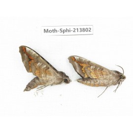 Sphingidae sp. China, Guizhou, Bijie area, Jinsha county. 2Pcs. Moth-Sphi-213802.