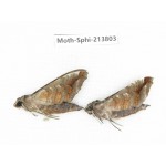 Sphingidae sp. China, Guizhou, Bijie area, Jinsha county. 2Pcs. Moth-Sphi-213803.