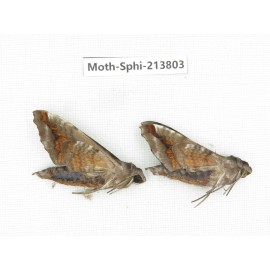 Sphingidae sp. China, Guizhou, Bijie area, Jinsha county. 2Pcs. Moth-Sphi-213803.
