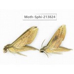 Sphingidae sp. China, Guizhou, Bijie area, Jinsha county. 2Pcs. Moth-Sphi-213824.