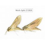 Sphingidae sp. China, Guizhou, Bijie area, Jinsha county. 2Pcs. Moth-Sphi-213826.
