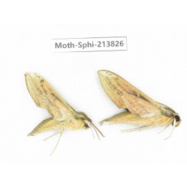 Sphingidae sp. China, Guizhou, Bijie area, Jinsha county. 2Pcs. Moth-Sphi-213826.