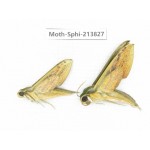 Sphingidae sp. China, Guizhou, Bijie area, Jinsha county. 2Pcs. Moth-Sphi-213827.