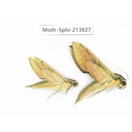 Sphingidae sp. China, Guizhou, Bijie area, Jinsha county. 2Pcs. Moth-Sphi-213827.