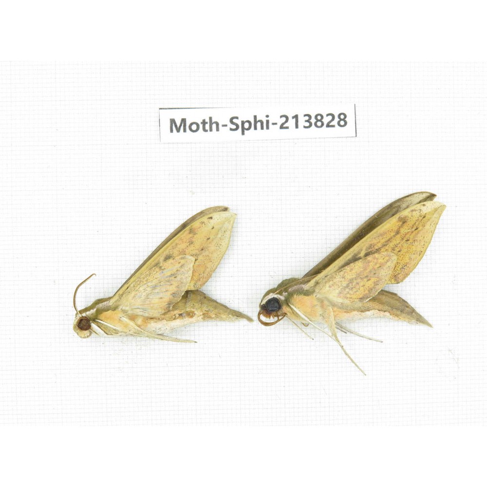 Sphingidae sp. China, Guizhou, Bijie area, Jinsha county. 2Pcs. Moth-Sphi-213828.