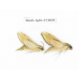Sphingidae sp. China, Guizhou, Bijie area, Jinsha county. 2Pcs. Moth-Sphi-213828.