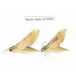 Sphingidae sp. China, Guizhou, Bijie area, Jinsha county. 2Pcs. Moth-Sphi-213829.