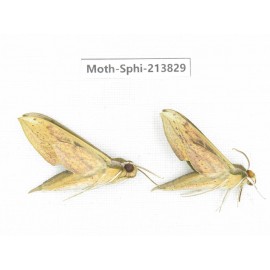 Sphingidae sp. China, Guizhou, Bijie area, Jinsha county. 2Pcs. Moth-Sphi-213829.