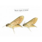 Sphingidae sp. China, Guizhou, Bijie area, Jinsha county. 2Pcs. Moth-Sphi-213830.
