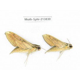 Sphingidae sp. China, Guizhou, Bijie area, Jinsha county. 2Pcs. Moth-Sphi-213830.