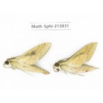 Sphingidae sp. China, Guizhou, Bijie area, Jinsha county. 2Pcs. Moth-Sphi-213831.
