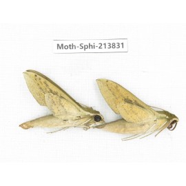 Sphingidae sp. China, Guizhou, Bijie area, Jinsha county. 2Pcs. Moth-Sphi-213831.