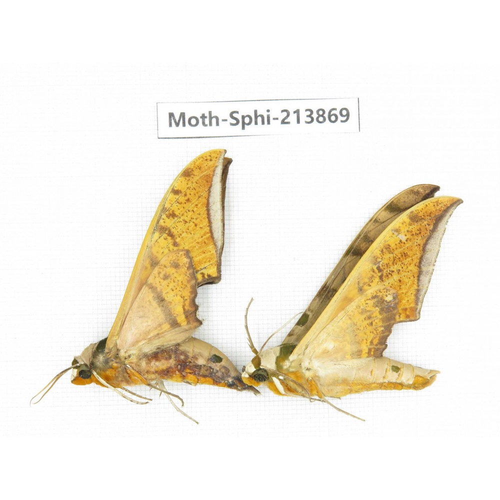 Sphingidae sp. China, Guizhou, Bijie area, Jinsha county. 2Pcs. Moth-Sphi-213869.