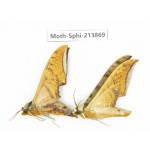 Sphingidae sp. China, Guizhou, Bijie area, Jinsha county. 2Pcs. Moth-Sphi-213869.