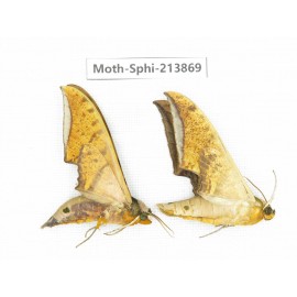Sphingidae sp. China, Guizhou, Bijie area, Jinsha county. 2Pcs. Moth-Sphi-213869.