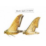 Sphingidae sp. China, Guizhou, Bijie area, Jinsha county. 2Pcs. Moth-Sphi-213870.