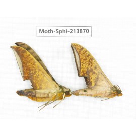 Sphingidae sp. China, Guizhou, Bijie area, Jinsha county. 2Pcs. Moth-Sphi-213870.