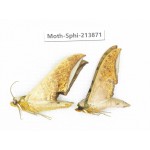 Sphingidae sp. China, Guizhou, Bijie area, Jinsha county. 2Pcs. Moth-Sphi-213871.