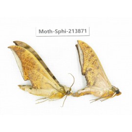Sphingidae sp. China, Guizhou, Bijie area, Jinsha county. 2Pcs. Moth-Sphi-213871.