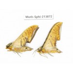 Sphingidae sp. China, Guizhou, Bijie area, Jinsha county. 2Pcs. Moth-Sphi-213872.