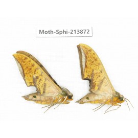 Sphingidae sp. China, Guizhou, Bijie area, Jinsha county. 2Pcs. Moth-Sphi-213872.