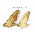Sphingidae sp. China, Guizhou, Bijie area, Jinsha county. 2Pcs. Moth-Sphi-213873.