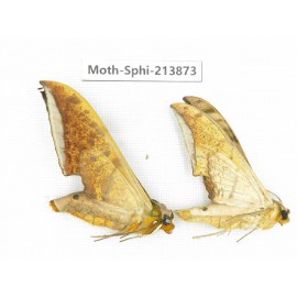 Sphingidae sp. China, Guizhou, Bijie area, Jinsha county. 2Pcs. Moth-Sphi-213873.