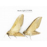 Sphingidae sp. China, Guizhou, Bijie area, Jinsha county. 2Pcs. Moth-Sphi-213938.