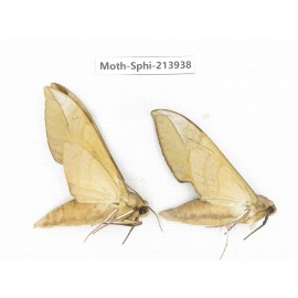 Sphingidae sp. China, Guizhou, Bijie area, Jinsha county. 2Pcs. Moth-Sphi-213938.