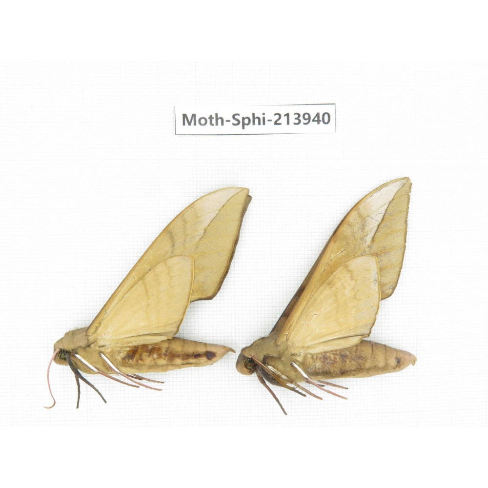 Sphingidae sp. China, Guizhou, Bijie area, Jinsha county. 2Pcs. Moth-Sphi-213940.