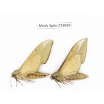 Sphingidae sp. China, Guizhou, Bijie area, Jinsha county. 2Pcs. Moth-Sphi-213940.