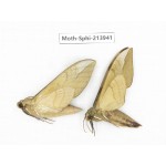 Sphingidae sp. China, Guizhou, Bijie area, Jinsha county. 2Pcs. Moth-Sphi-213941.