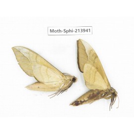 Sphingidae sp. China, Guizhou, Bijie area, Jinsha county. 2Pcs. Moth-Sphi-213941.