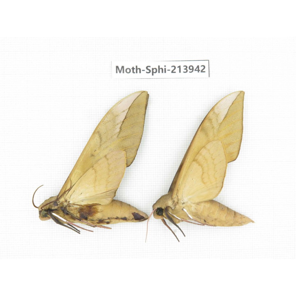 Sphingidae sp. China, Guizhou, Bijie area, Jinsha county. 2Pcs. Moth-Sphi-213942.