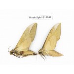 Sphingidae sp. China, Guizhou, Bijie area, Jinsha county. 2Pcs. Moth-Sphi-213942.