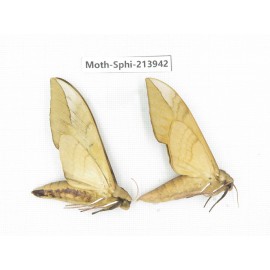 Sphingidae sp. China, Guizhou, Bijie area, Jinsha county. 2Pcs. Moth-Sphi-213942.