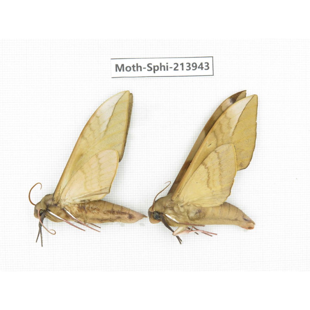 Sphingidae sp. China, Guizhou, Bijie area, Jinsha county. 2Pcs. Moth-Sphi-213943.